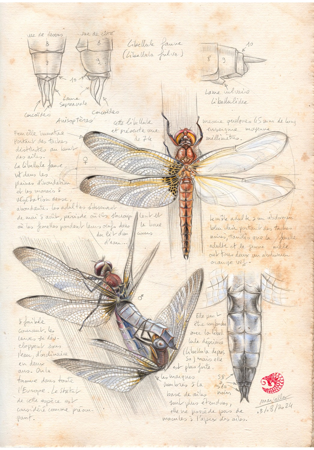 Marcello-art : Entomologie 596 - Libellule Fauve (Libellula fulva)