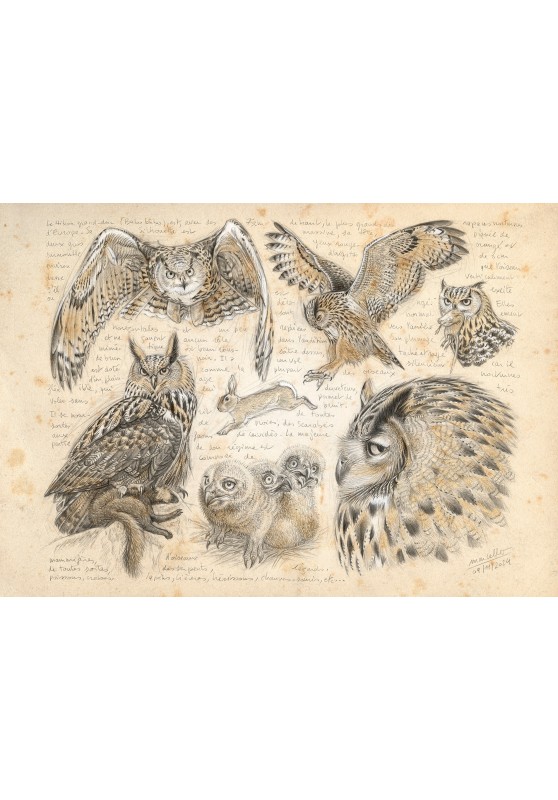 Marcello-art: Ornithology 600 - Eagle Owl (Bubo bubo)