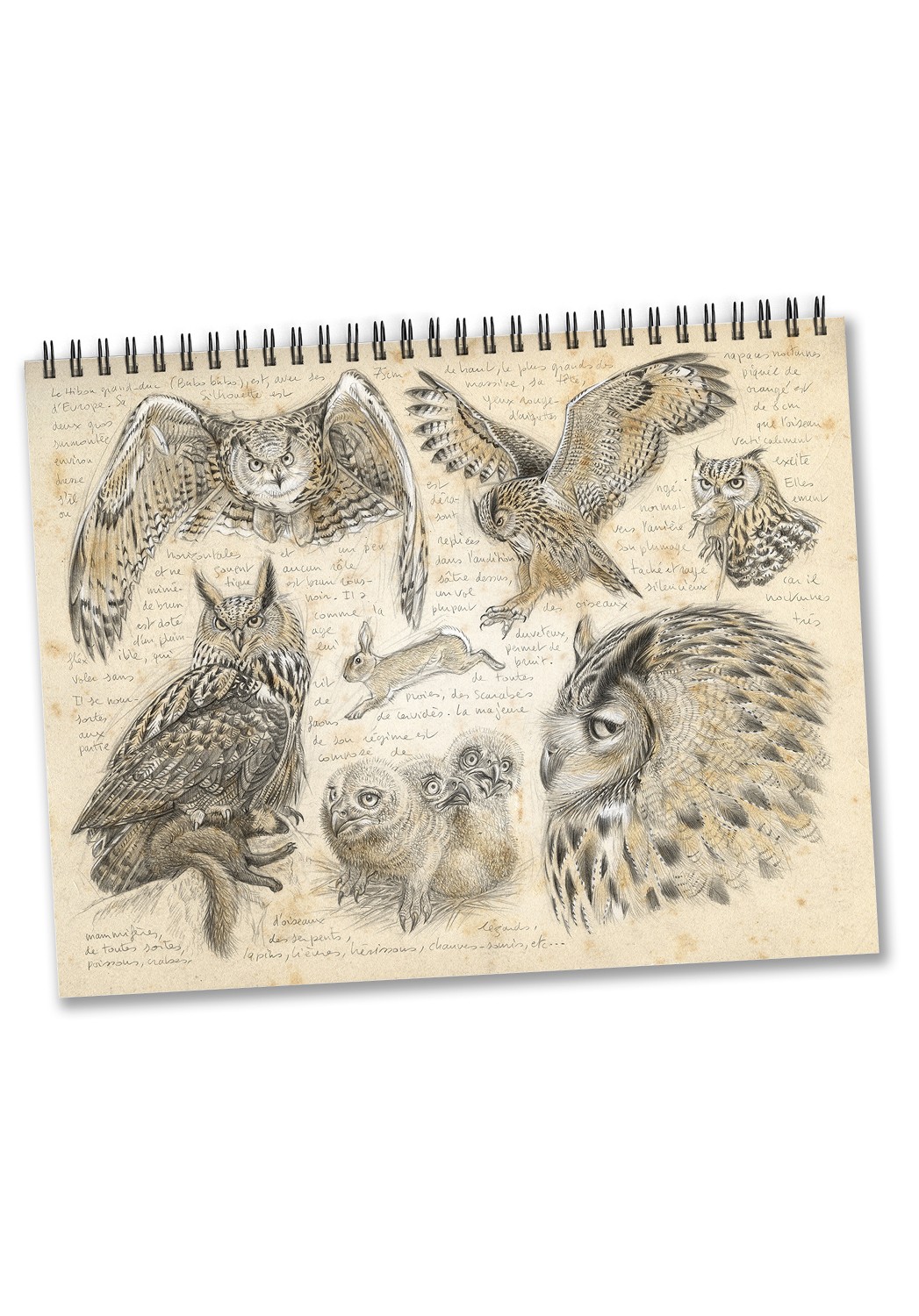 Marcello-art : Éditions Calendrier 2026 Oiseaux