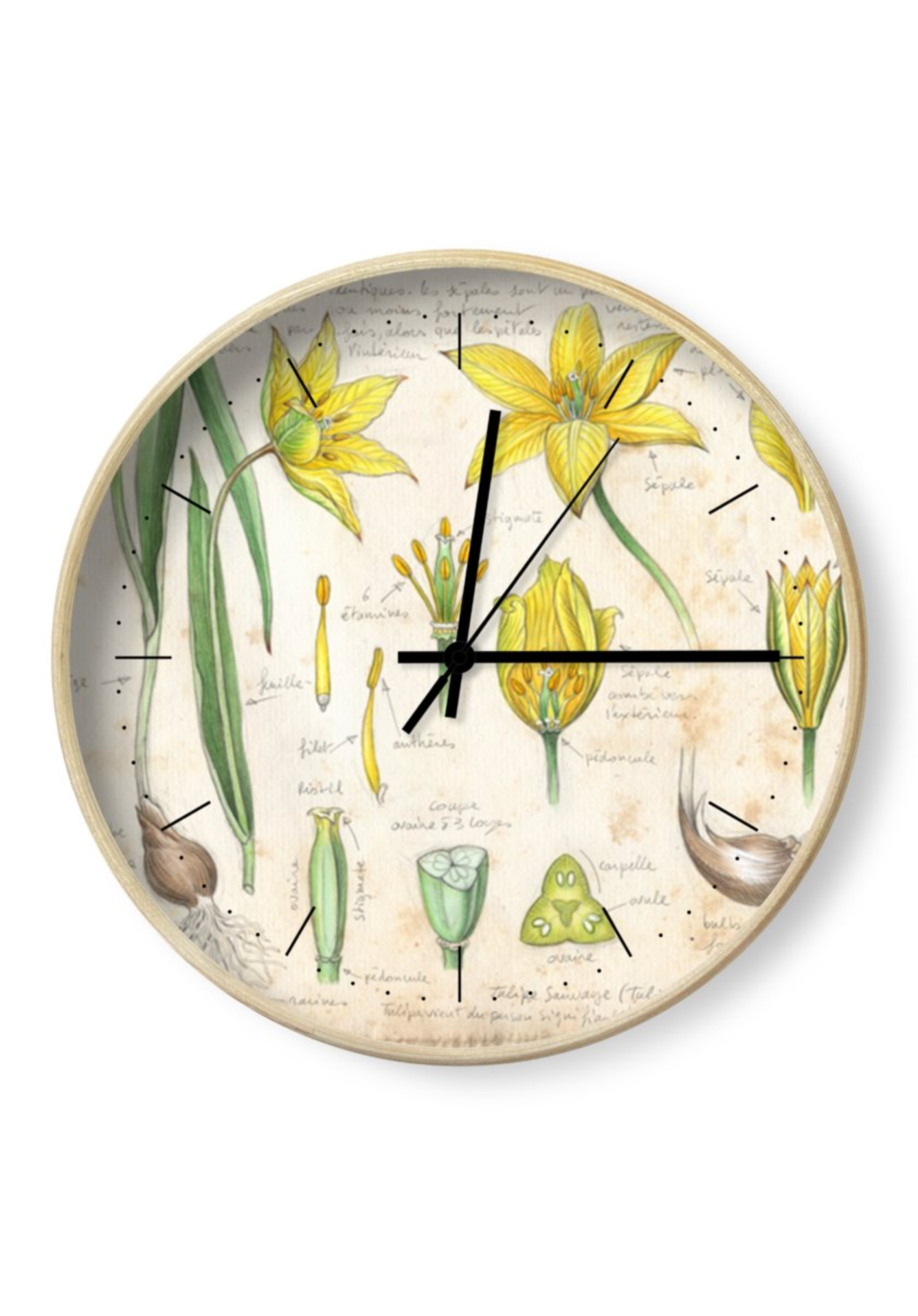 Marcello-art : Accessoires de décoration Horloge 474 Tulipe sauvage (Tulipa sylvestris)