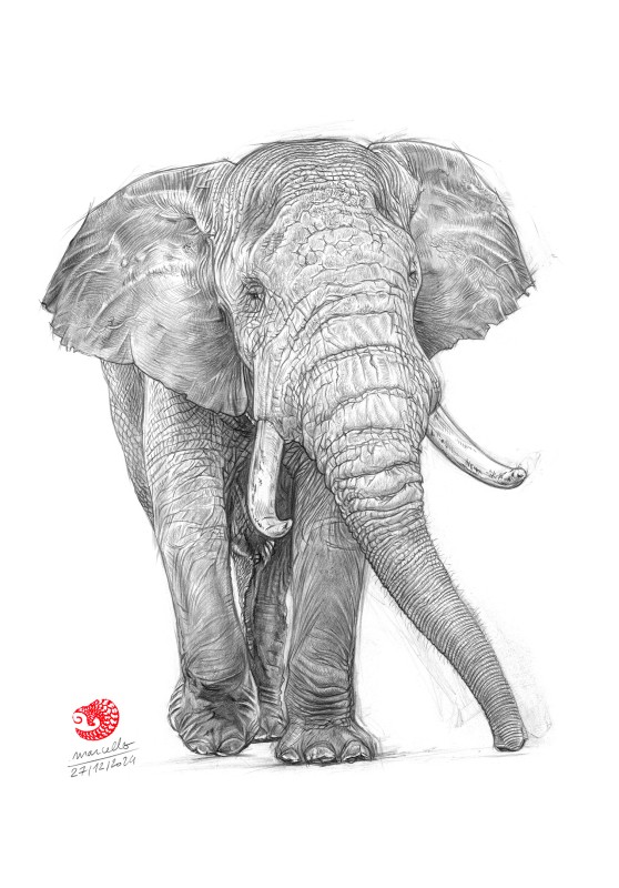 Marcello-art : Faune Zones Tropicales 601 - Tusker (Loxodonta)