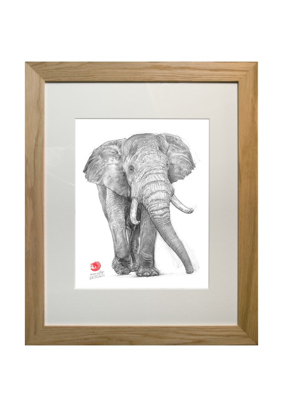 Marcello-art : Faune Zones Tropicales 601 - Tusker (Loxodonta)