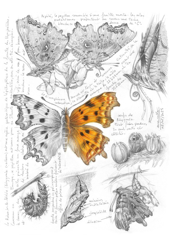 Marcello-art : Entomologie 599 - Robert le diable (Polygonia c-album)