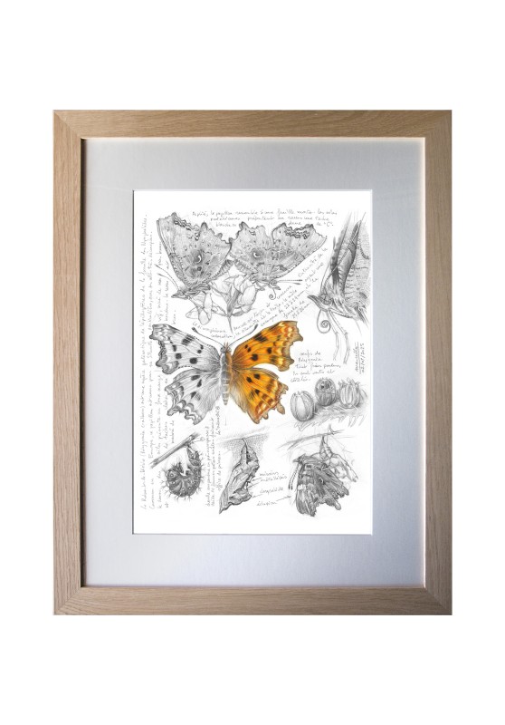 Marcello-art : Entomologie 599 - Robert le diable (Polygonia c-album)