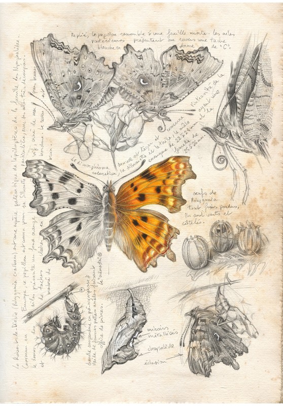 Marcello-art : Entomologie 599 - Robert le diable (Polygonia c-album)