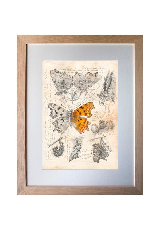 Marcello-art : Entomologie 599 - Robert le diable (Polygonia c-album)