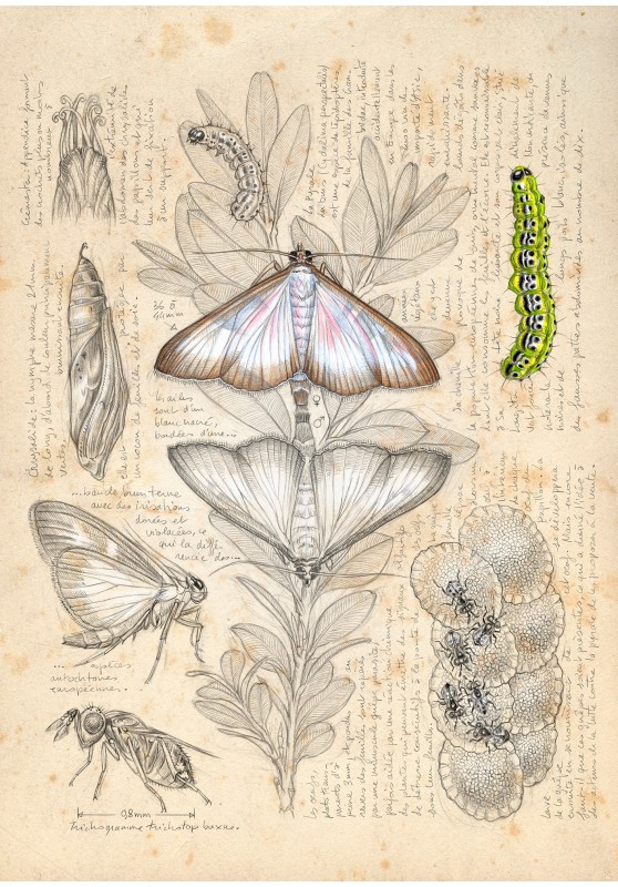 Marcello-art: Entomology 602 - Box tree moth (Cydalima perspectalis)