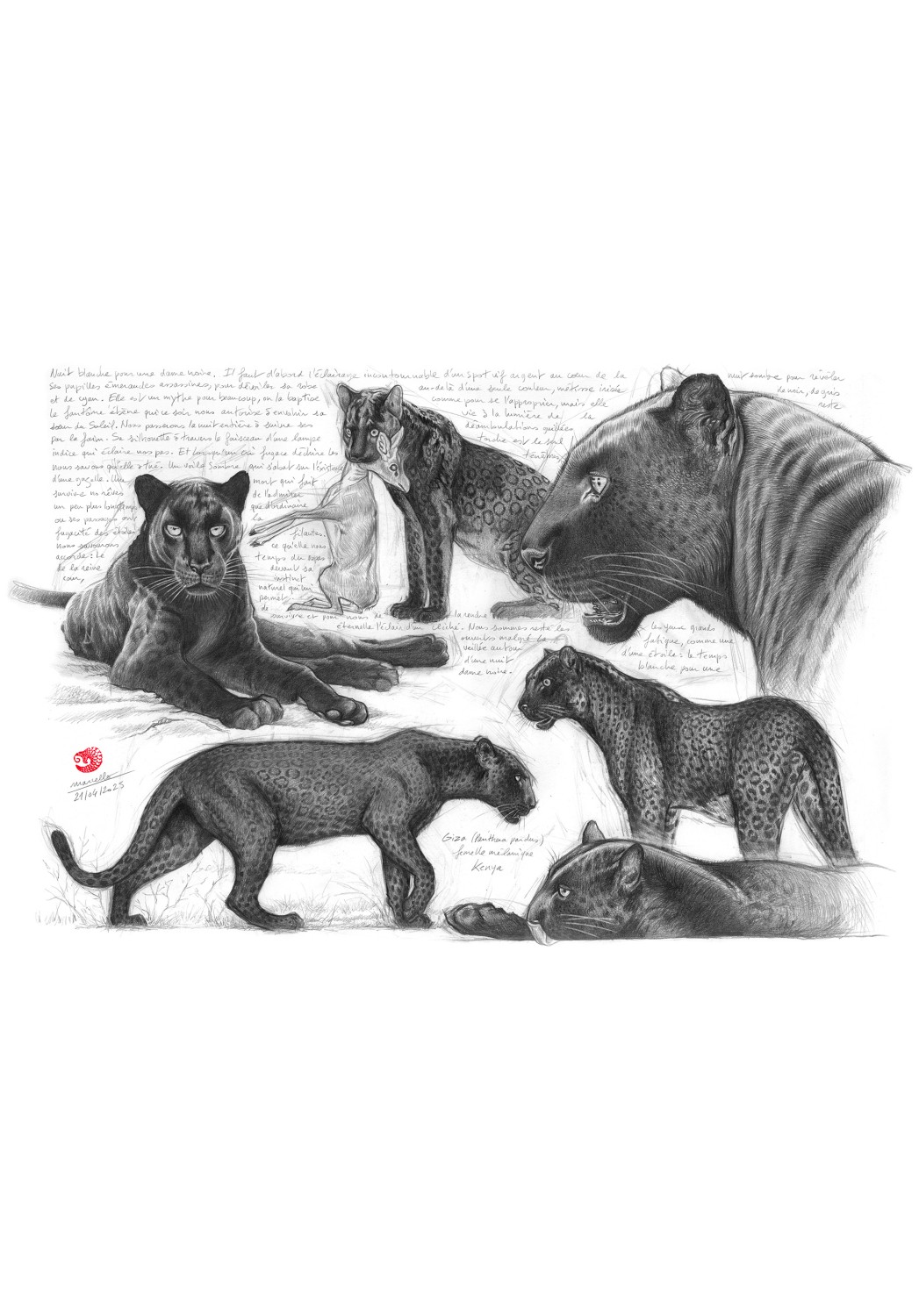 Marcello-art : Faune Zones Tropicales 607 - Léopard mélanique (Panthera pardus)