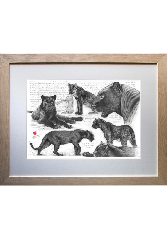 Marcello-art : Faune Zones Tropicales 607 - Léopard mélanique (Panthera pardus)