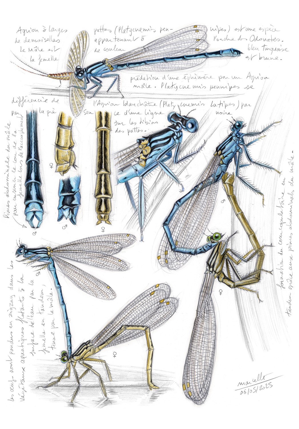 Marcello-art : Entomologie 608 - Agrion à larges pattes (Platycnemis pennipes)