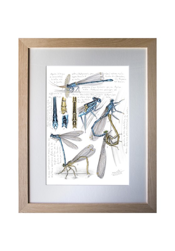 Marcello-art : Entomologie 608 - Agrion à larges pattes (Platycnemis pennipes)