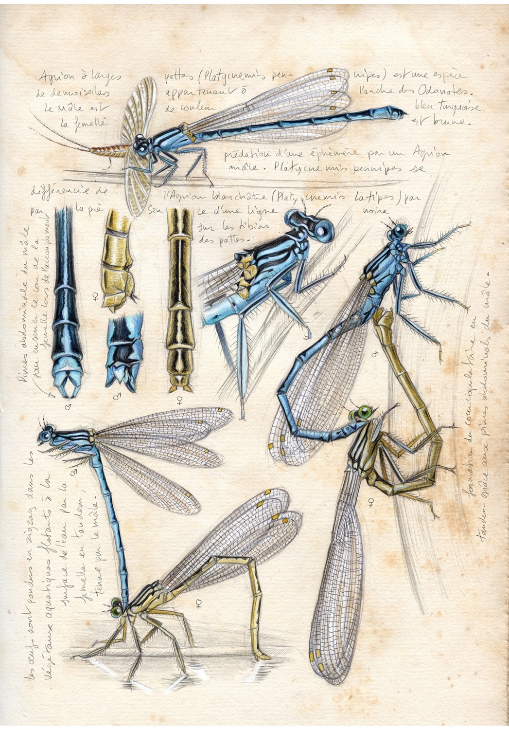 Marcello-art : Entomologie 608 - Agrion à larges pattes (Platycnemis pennipes)