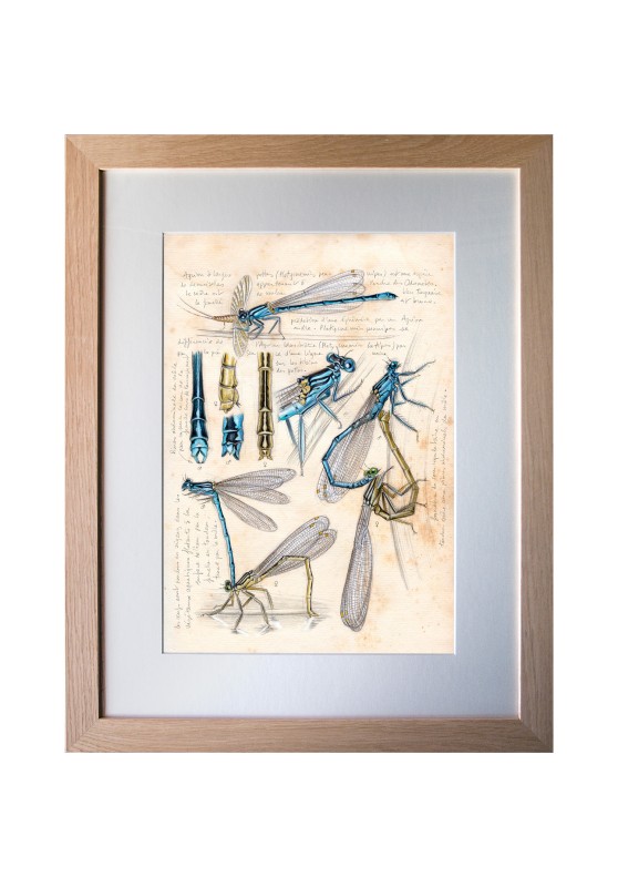 Marcello-art: Entomology 608 - Broad-legged damselfly (Platycnemis pennipes)