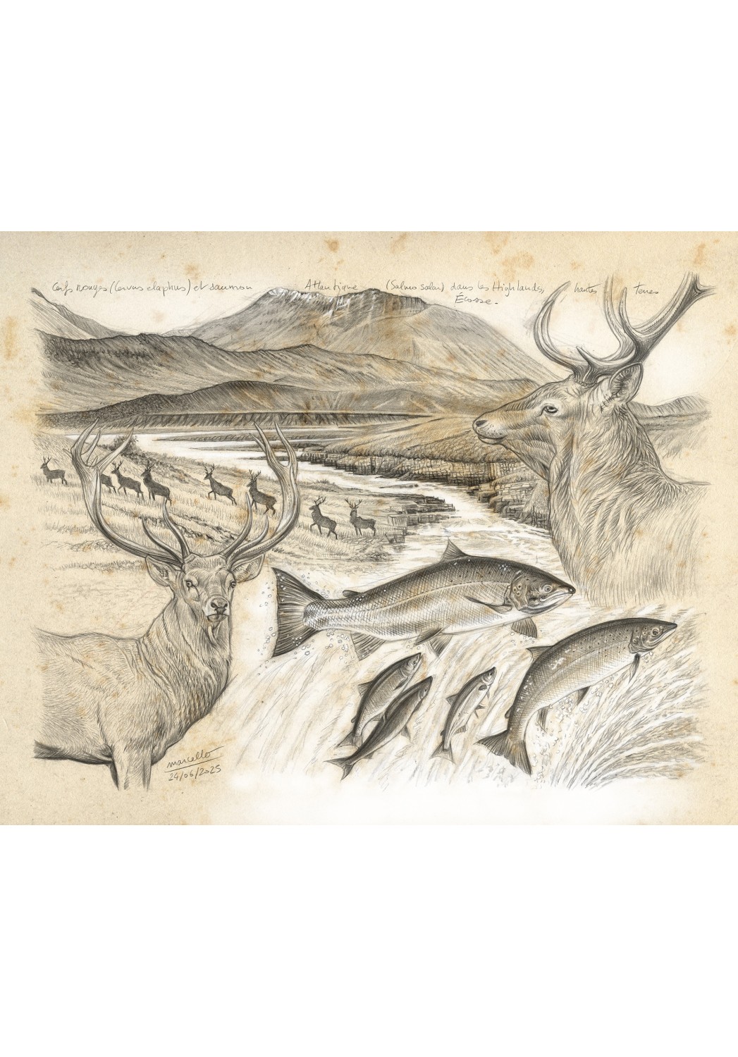 Marcello-art: On paper 614 - Highland deer and salmon