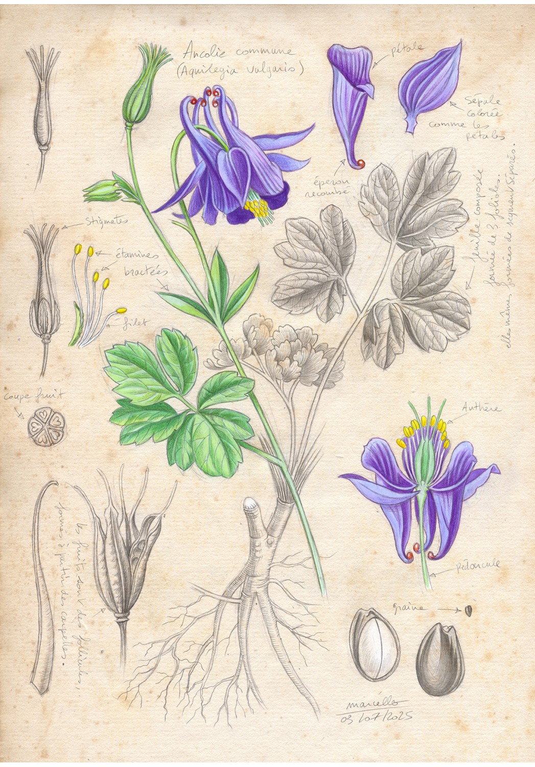 Marcello-art : Sur papier 616 - Ancolie commune (Aquilegia vulgaris)