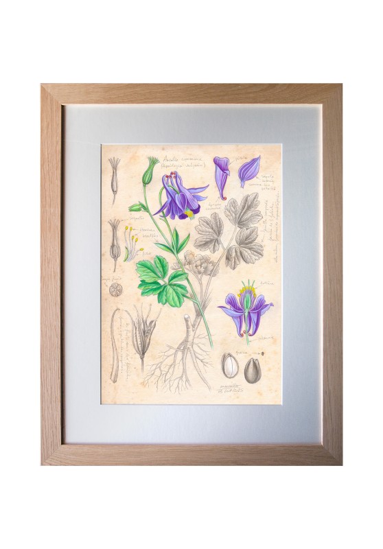 Marcello-art : Sur papier 616 - Ancolie commune (Aquilegia vulgaris)