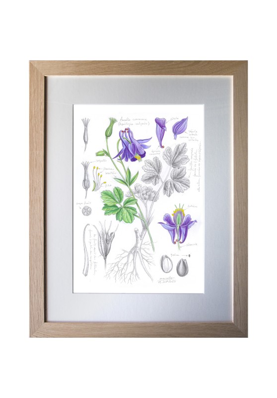 Marcello-art: On paper 616 - Common columbine (Aquilegia vulgaris)