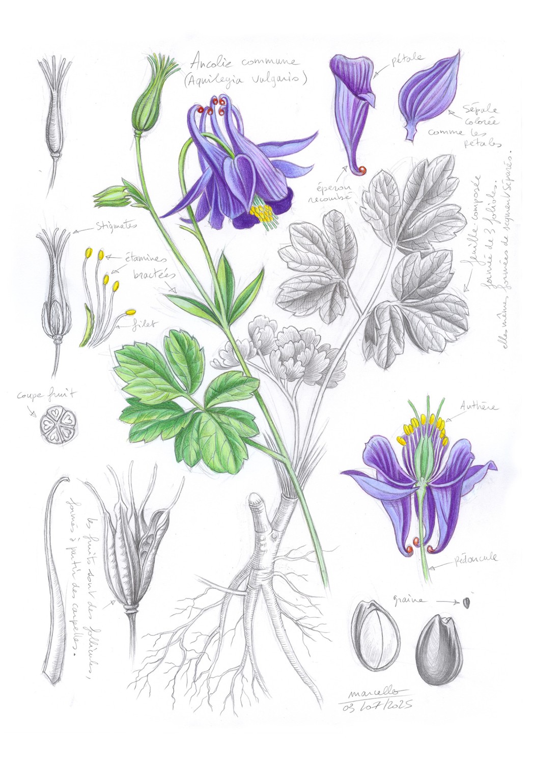 Marcello-art: On paper 616 - Common columbine (Aquilegia vulgaris)