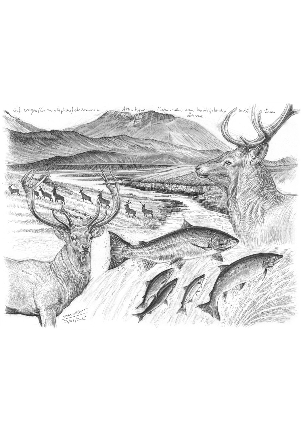 Marcello-art: Wild temperate zones 614 - Highland deer and salmon
