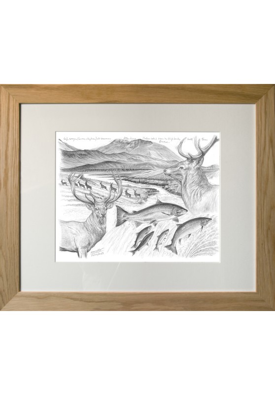 Marcello-art : Faune zones tempérées 614 - Cerfs et saumons des Highlands