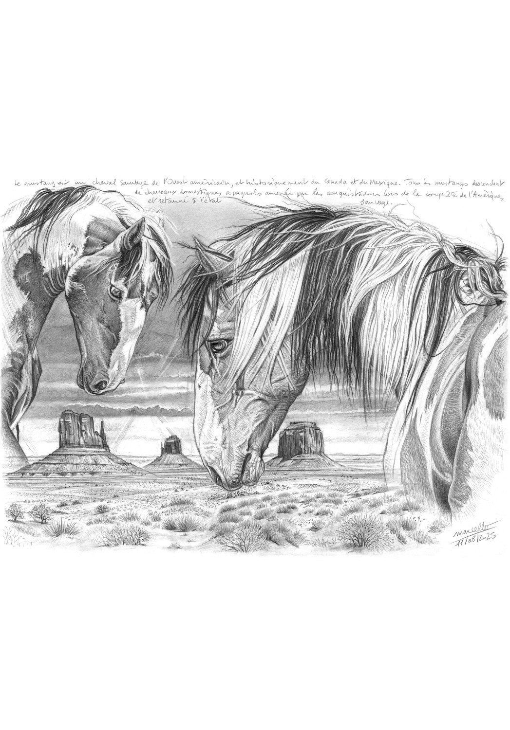 Marcello-art : Faune zones tempérées 615 - Mustang