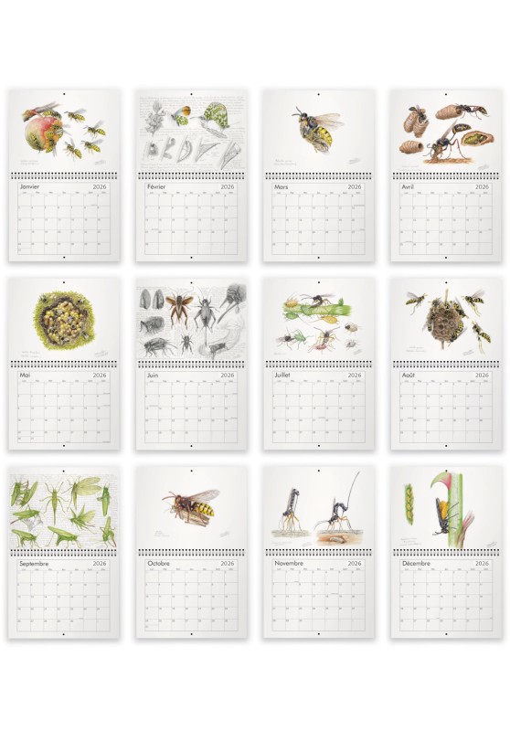Marcello-art : Éditions Calendrier 2026 Insectes