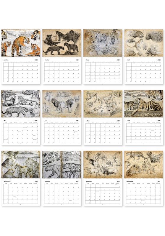 Marcello-art: Editions Calendar 2026 felines