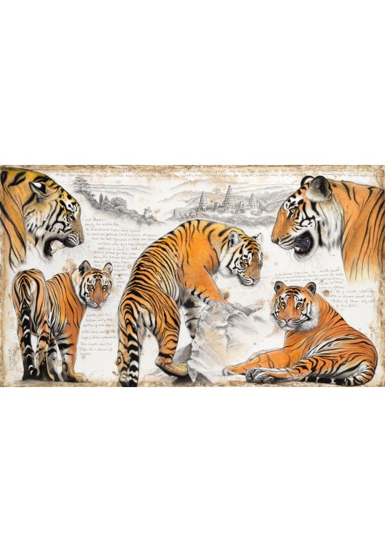 Marcello-art: Originals works 617 - Indochinese tiger (Panthera tigris corbetti)