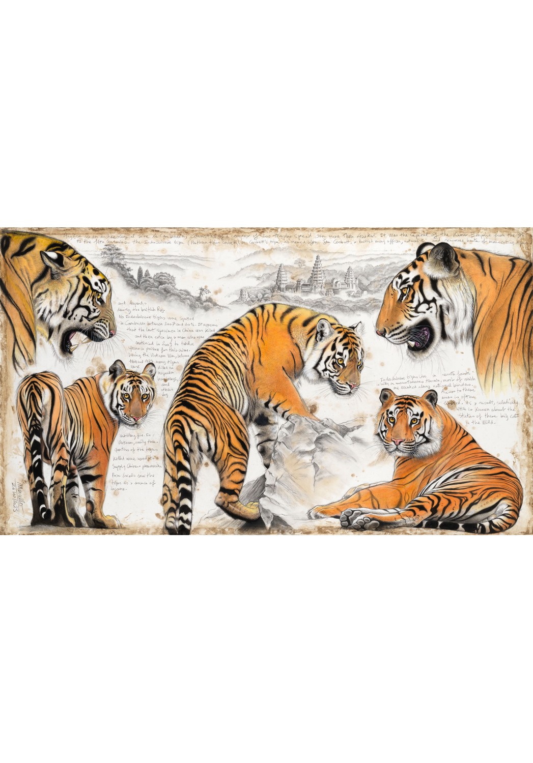 Marcello-art : Sur papier 617 - Tigre d'Indochine (Panthera tigris corbetti)