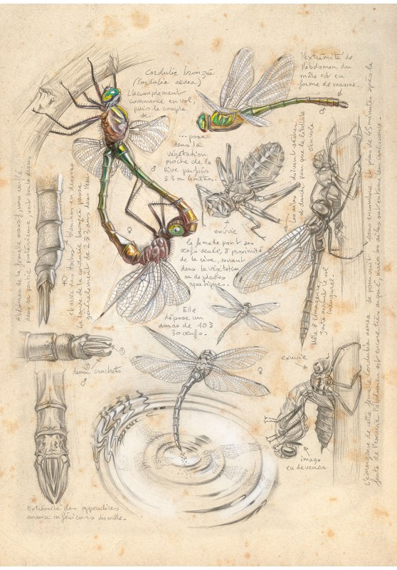 Marcello-art : Entomologie 618 - Cordulie bronzée (Cordulia aenea)