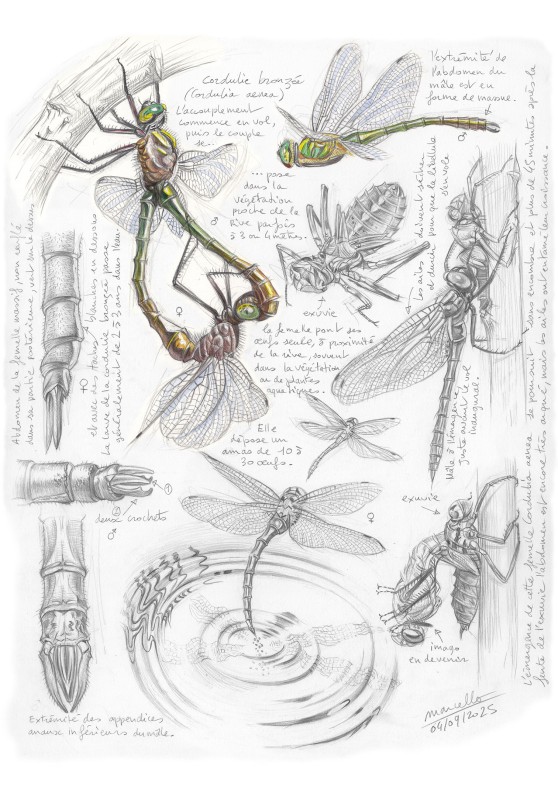 Marcello-art : Entomologie 618 - Cordulie bronzée (Cordulia aenea)