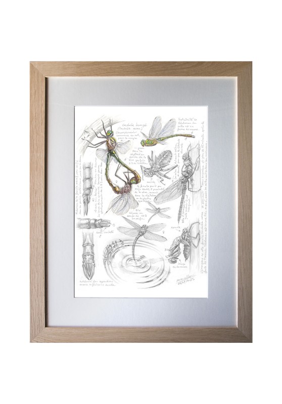 Marcello-art : Entomologie 618 - Cordulie bronzée (Cordulia aenea)