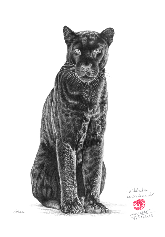 Marcello-art: On paper 619 - Giza Melanistic leopard (Panthera pardus)