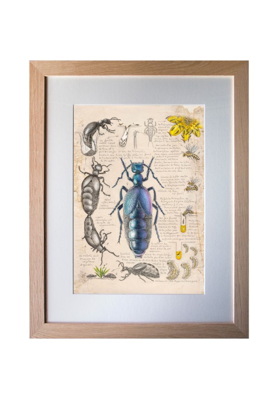 Marcello-art : Entomologie 633 - Méloé (Meloe proscarabaeus)