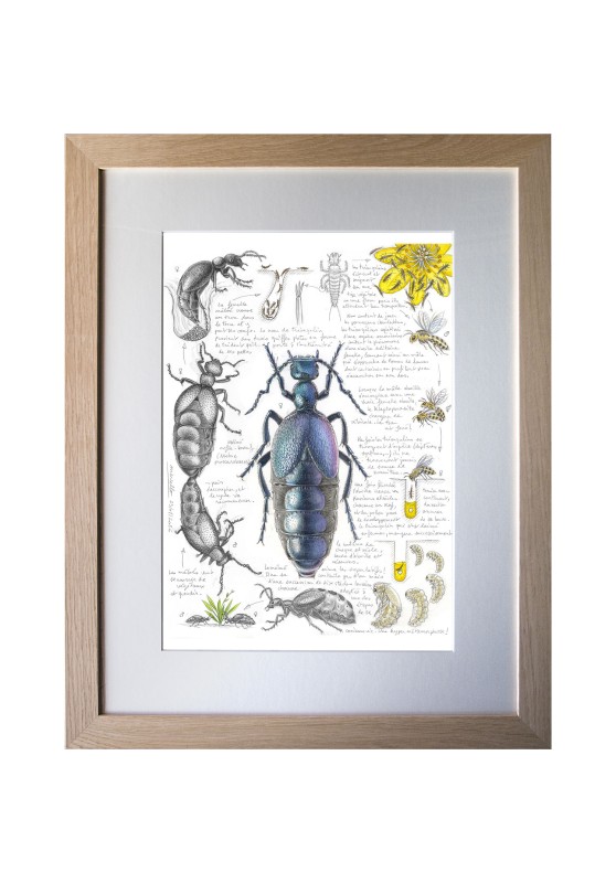 Marcello-art: Entomology 633 - Oil beetles (Meloe proscarabaeus)