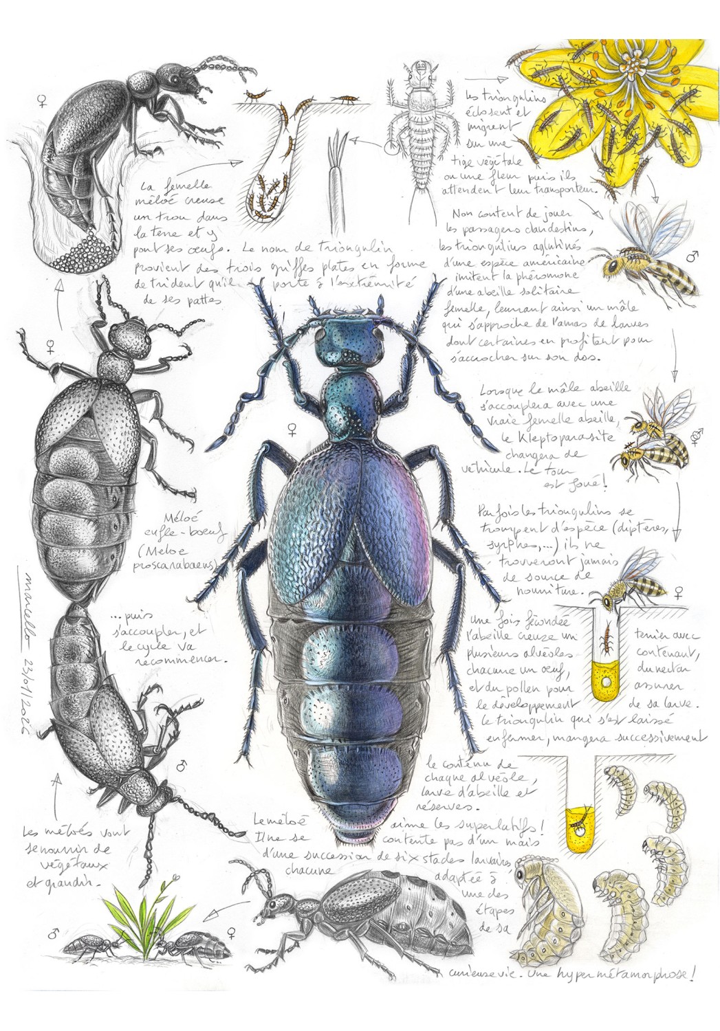 Marcello-art : Entomologie 633 - Méloé (Meloe proscarabaeus)