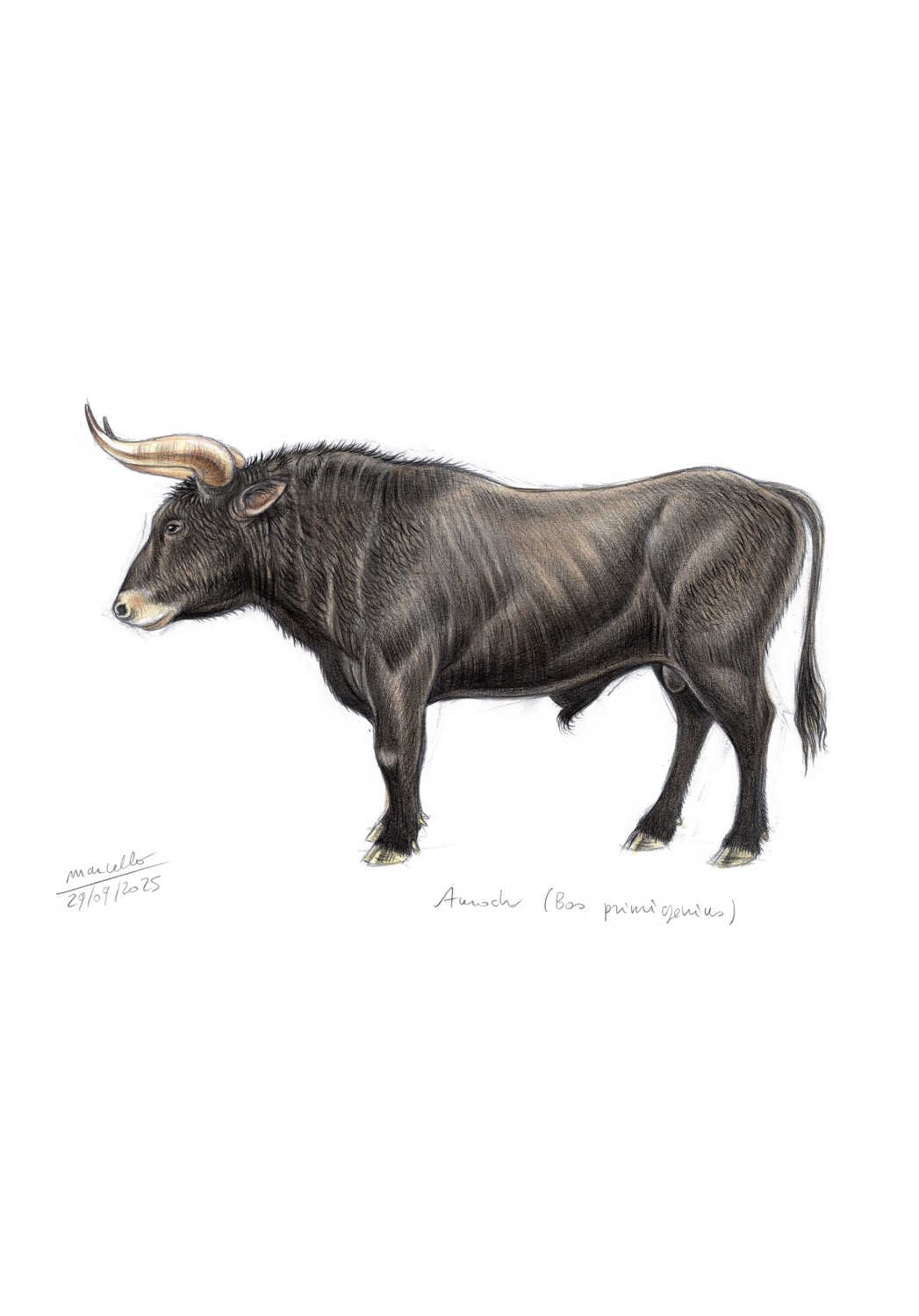 Marcello-art : Sur papier 620 - Aurochs (Bos primigenius)
