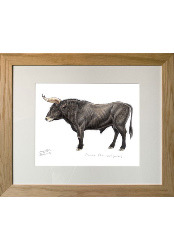 Marcello-art : Sur papier 620 - Aurochs (Bos primigenius)