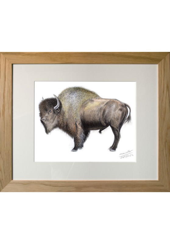 Marcello-art : Sur papier 621 - Bison des steppes (Bison priscus)