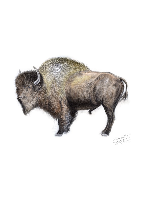 Marcello-art : Sur papier 621 - Bison des steppes (Bison priscus)