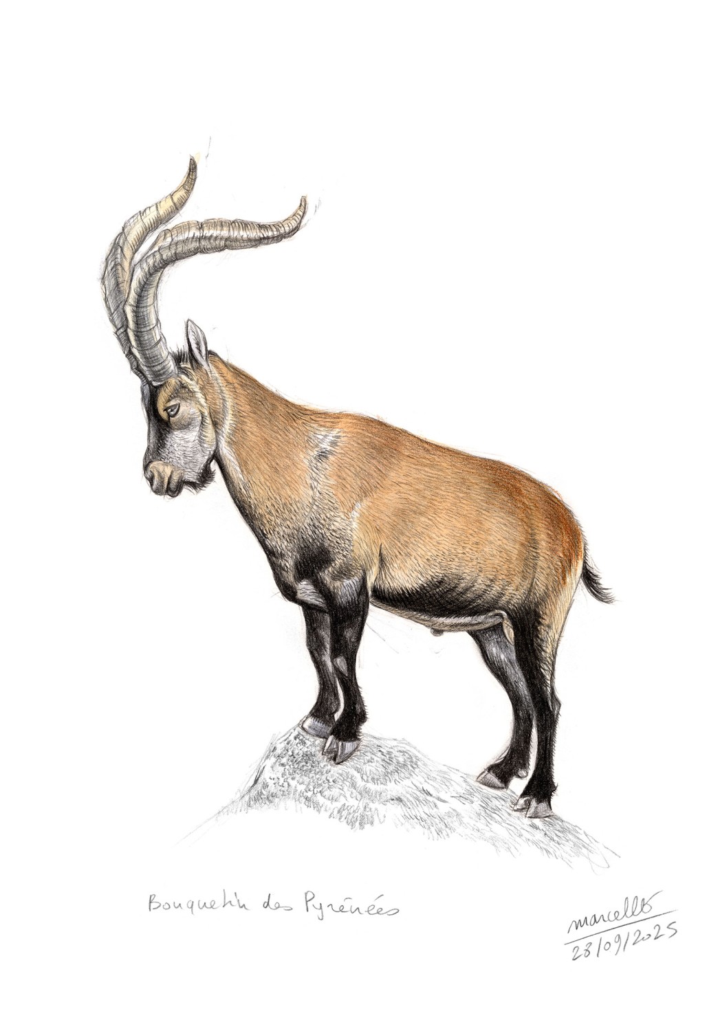 Marcello-art: On paper 622 - Pyrenean ibex