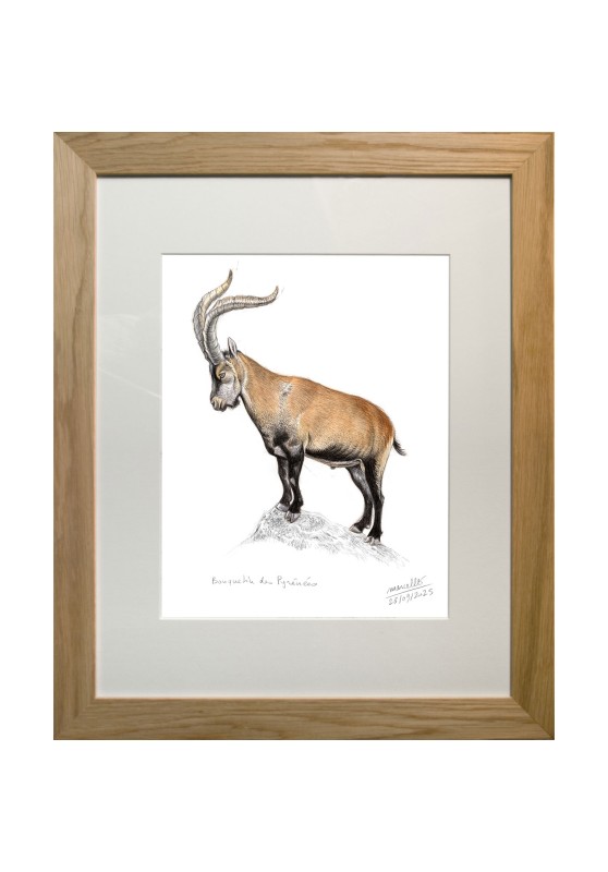 Marcello-art : Sur papier 622 - Bouquetin des Pyrénées