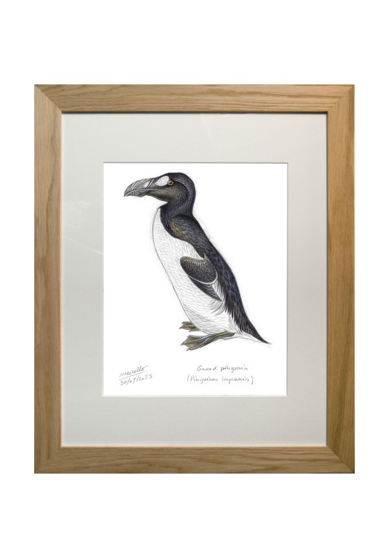 Marcello-art : Sur papier 624 - Grand pingouin (Pinguinus impennis)