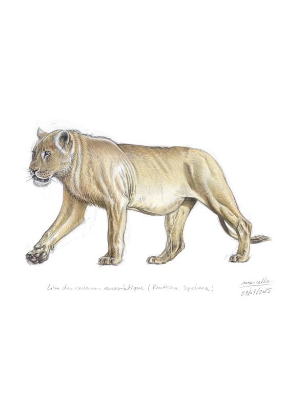 Marcello-art: On paper 625 - Eurasian cave lion (Panthera spelaea)