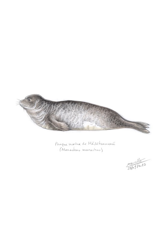 Marcello-art: On paper 627 - Mediterranean monk seal (Monachus monachus)