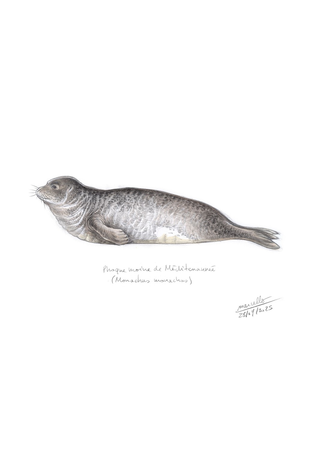 Marcello-art: On paper 627 - Mediterranean monk seal (Monachus monachus)