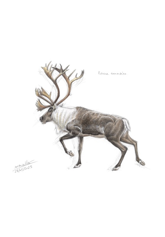Marcello-art: On paper 628 - Eurasian reindeer