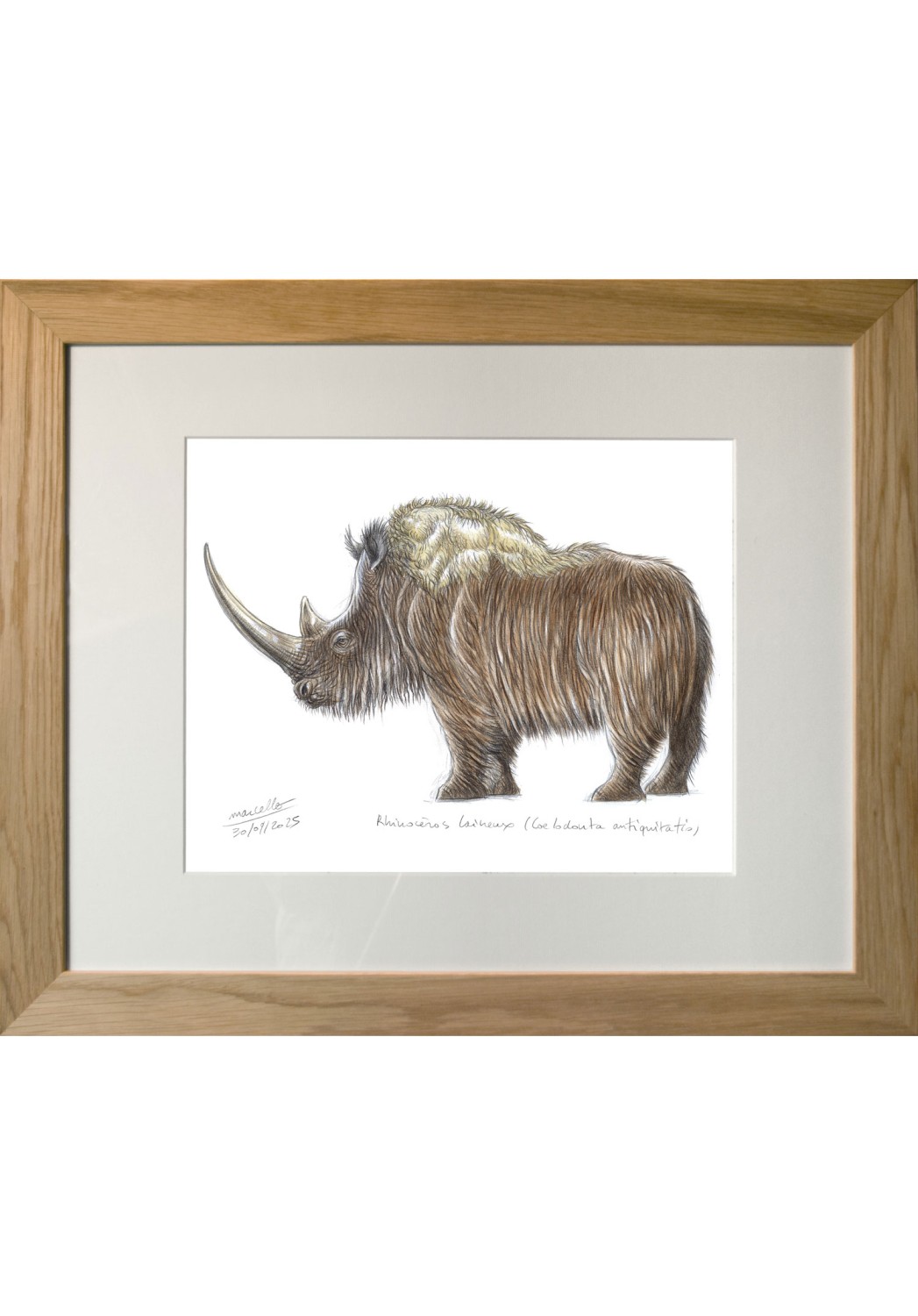 Marcello-art : Sur papier 629 - Rhinocéros laineux (Coelodonta antiquitatis)