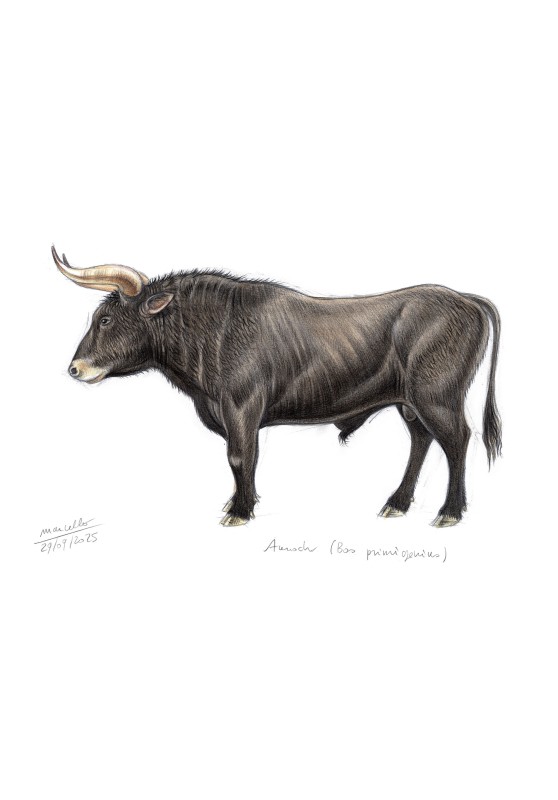 Marcello-art : Faune zones tempérées 620 - Aurochs (Bos primigenius)