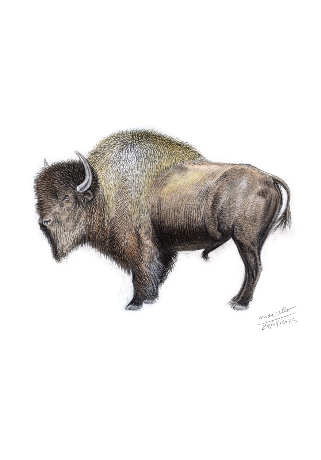 Marcello-art: Wild temperate zones 621 - Steppe bison (Bison priscus)